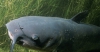 What shall I write about this month?  Catfish?